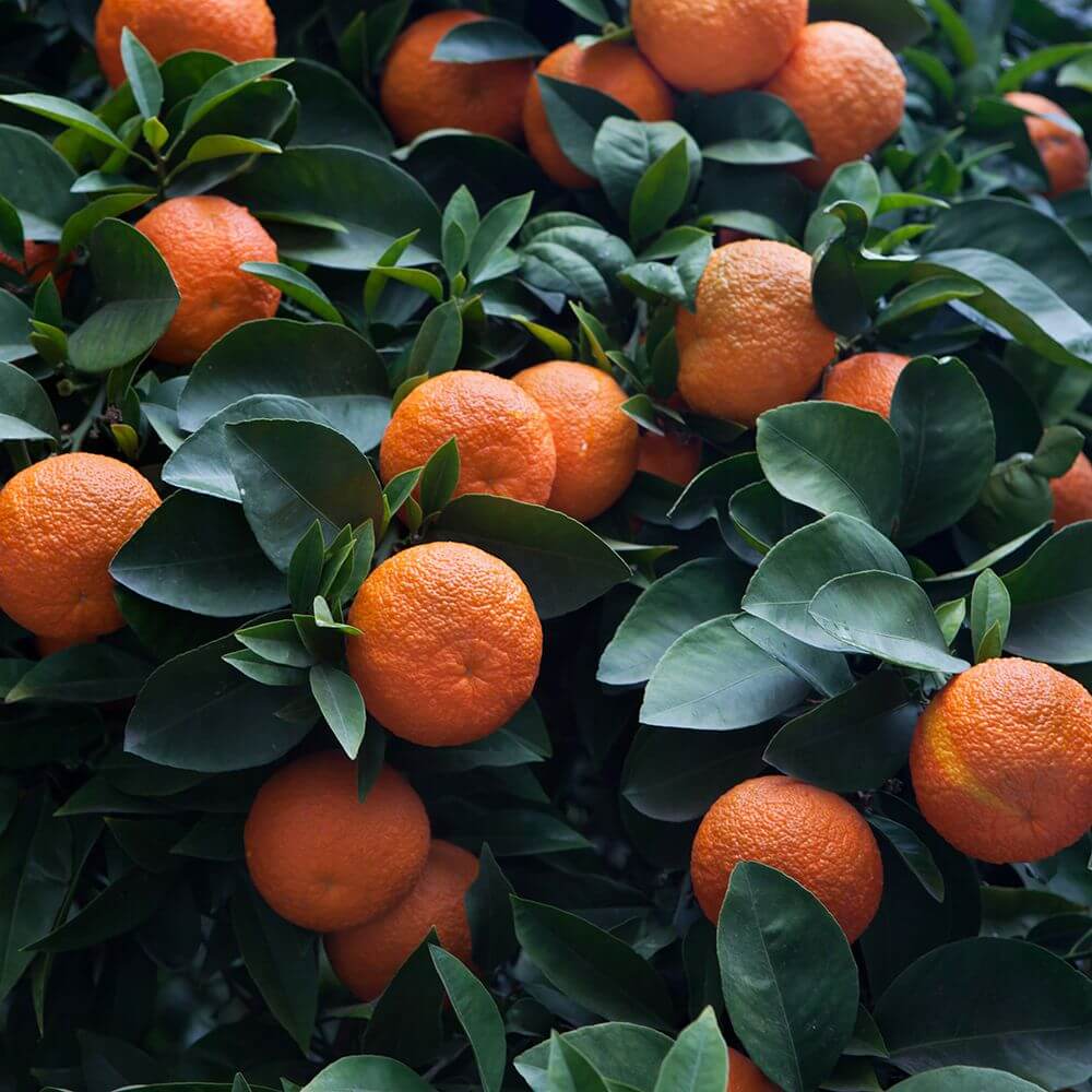 Citrus Aurantium Seeds - Fruit Plant