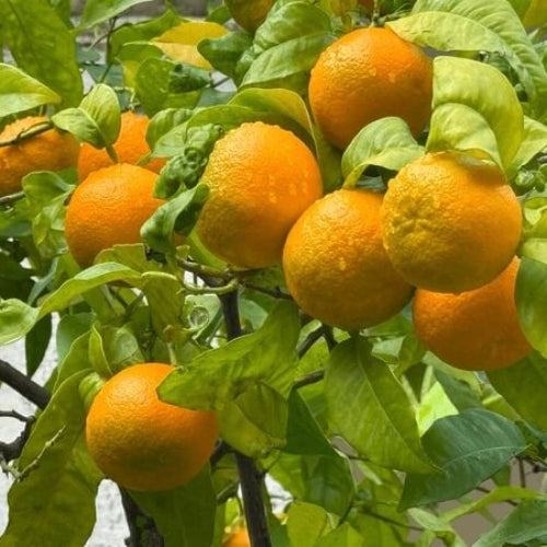 Citrus Aurantium Seeds - Fruit Plant