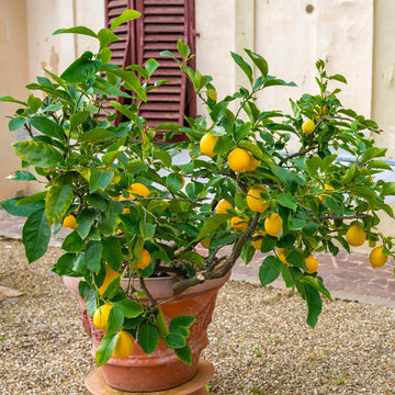 Citrus Meyer Lemon Seeds