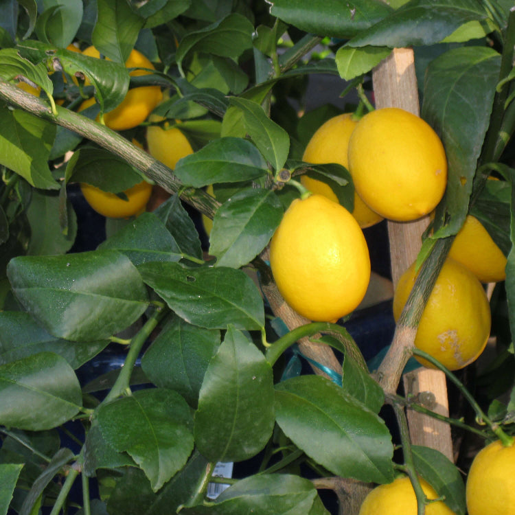 Citrus Meyer Lemon Seeds for Planting