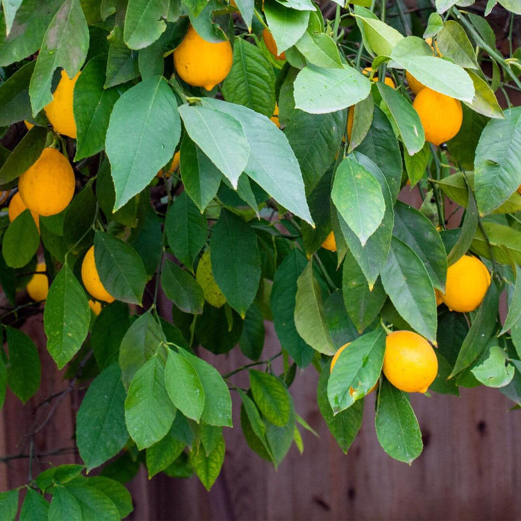 Citrus Meyer Lemon Seeds for Planting
