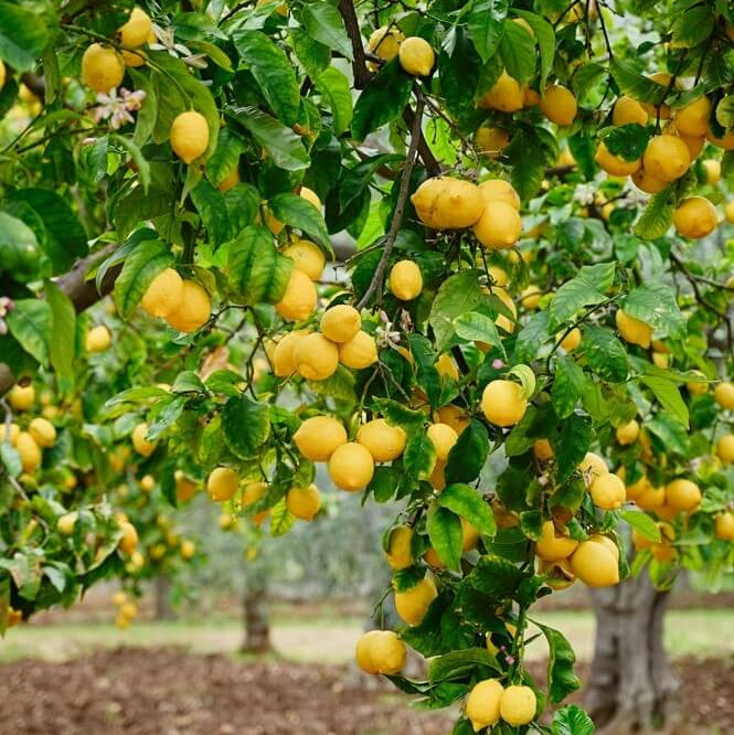 Citrus × meyeri Seeds