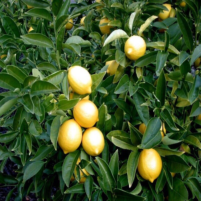 Citrus × meyeri Seeds