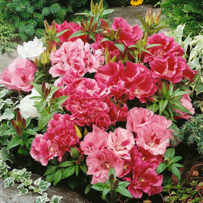 Clarkia Seeds – Elegant, Wildflower Mix, Heirloom,
