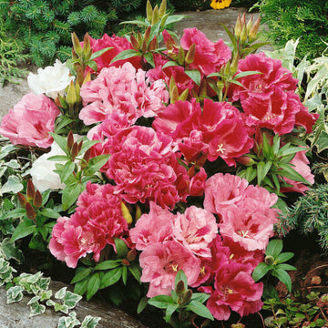 Clarkia Seeds – Elegant, Wildflower Mix, Heirloom,
