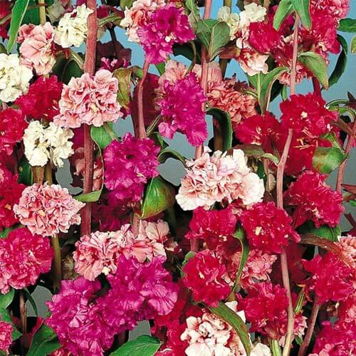 Clarkia Seeds – Elegant, Wildflower Mix, Heirloom,
