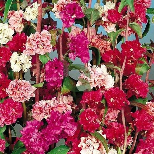 Clarkia Seeds – Double Rose Red