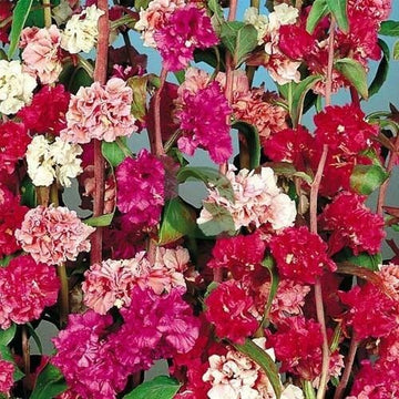 Clarkia Seeds – Double Rose Red