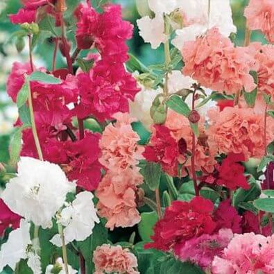 Clarkia Seeds – Double Rose Red