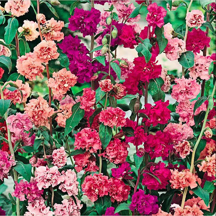 Clarkia Seeds – Double Rose Red