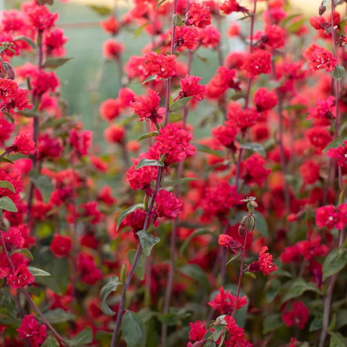 Clarkia Seeds – Elegant