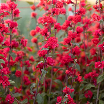 Clarkia Seeds – Elegant