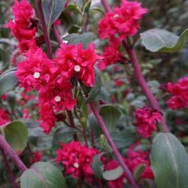 Clarkia Seeds – Elegant