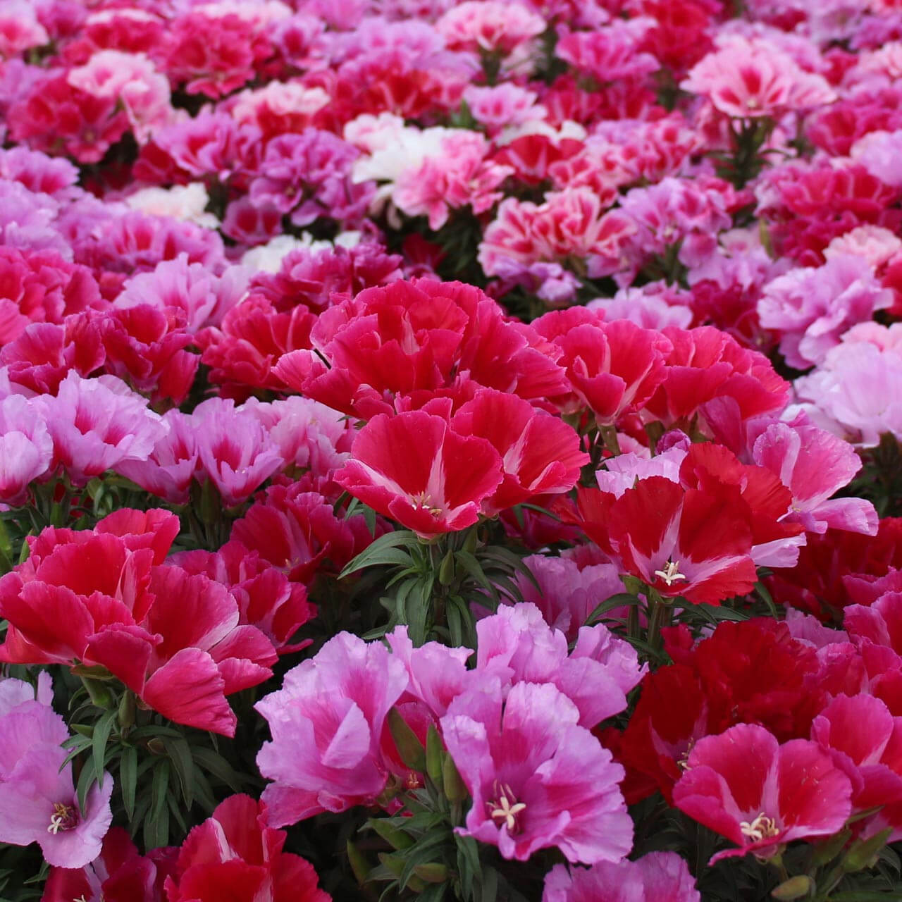 Clarkia Seeds – Elegant, Wildflower Mix, Heirloom,
