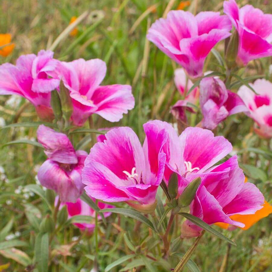 Clarkia Seeds – Pink Amoena