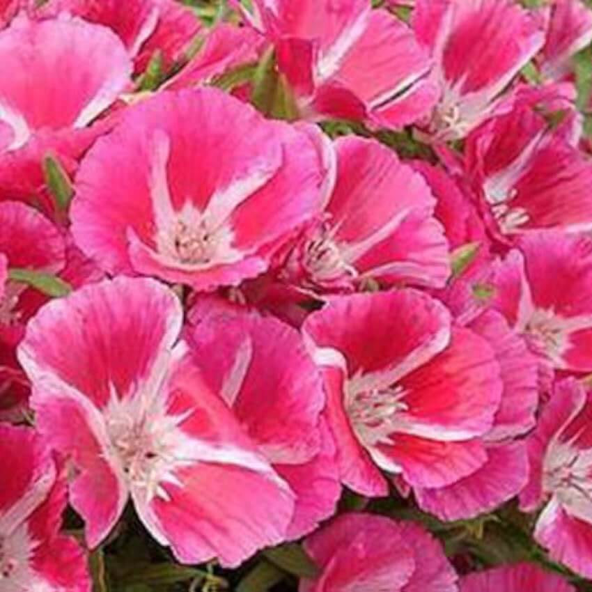 Clarkia Seeds – Pink Amoena