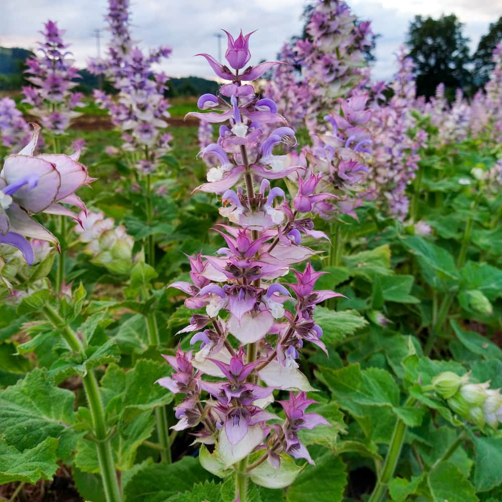Clary Sage Seeds – Aromatic Perennial
