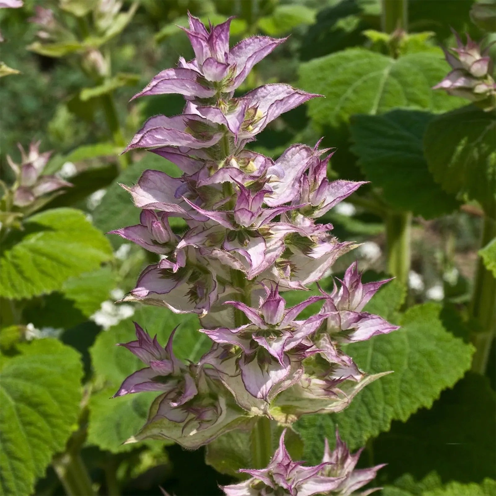 Clary Sage Seeds – Aromatic Perennial
