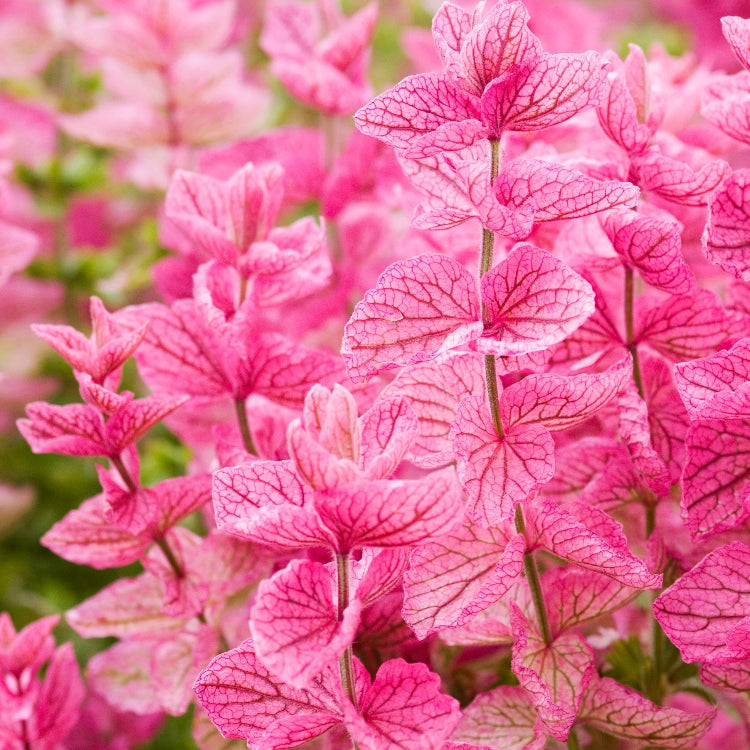 Clary Sage Seeds – Pink
