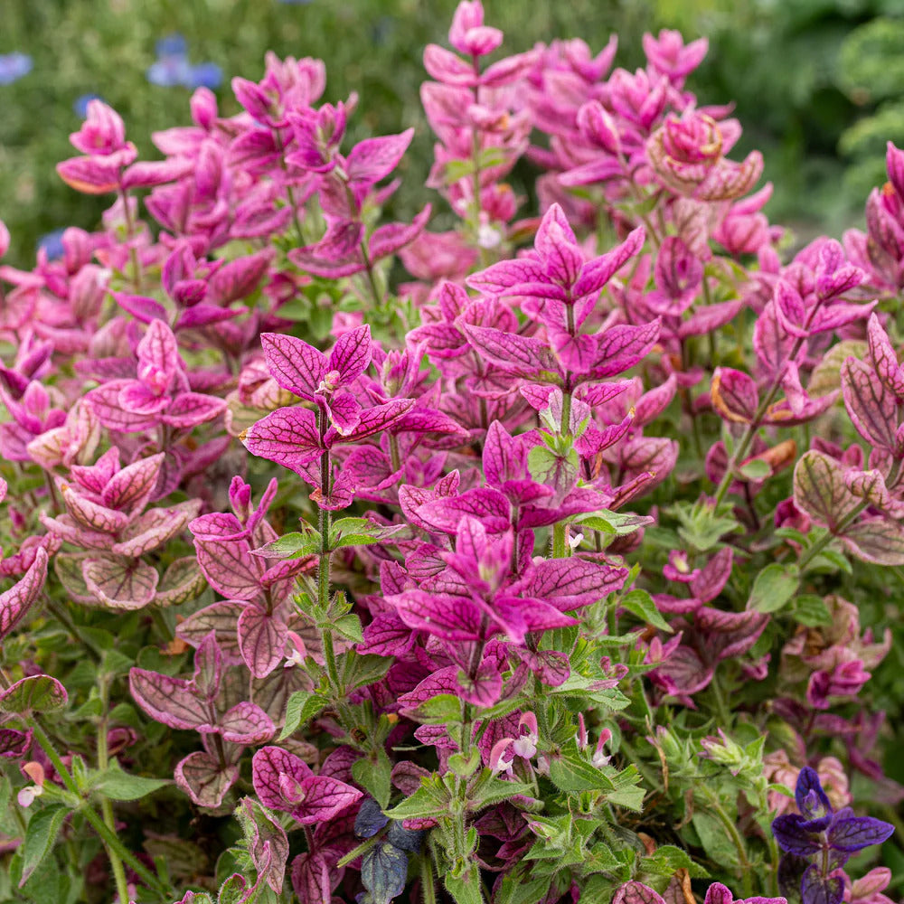 Clary Sage Seeds – Pink
