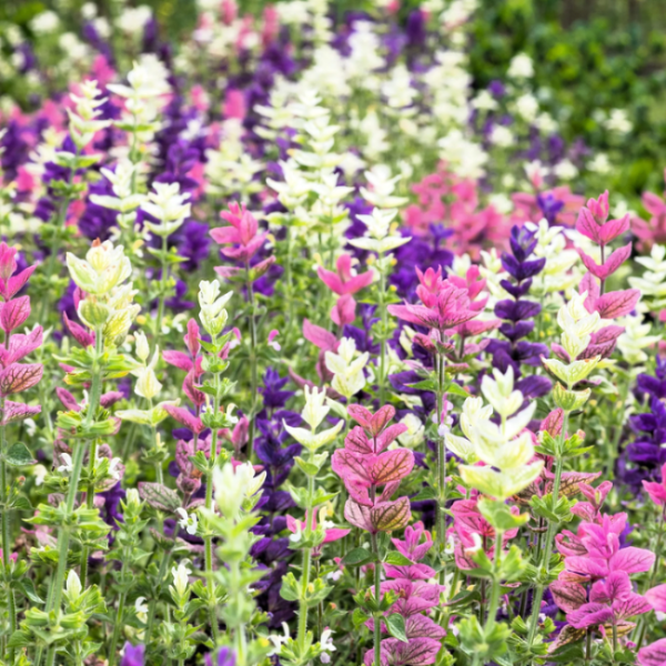 Clary Sage Seeds – Salvia viridis horminum
