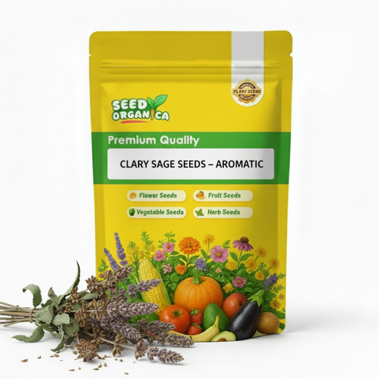 Clary Sage Seeds – Aromatic