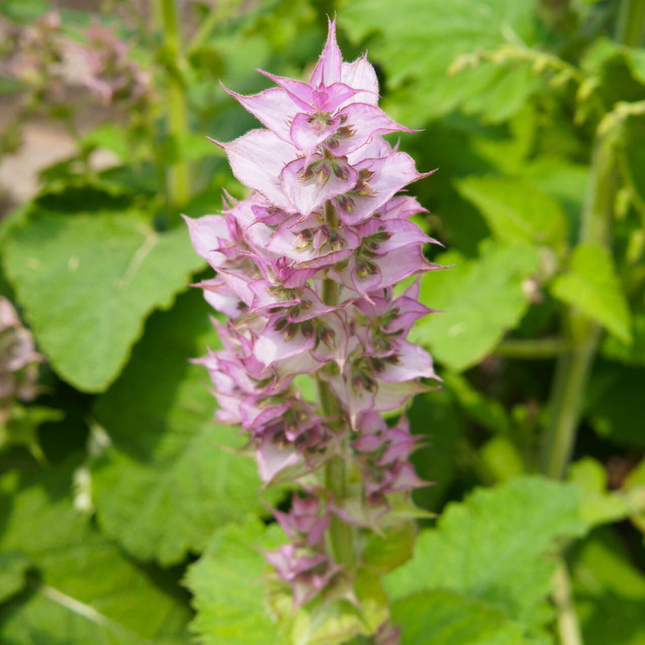 Clary Sage Seeds – Aromatic Perennial
