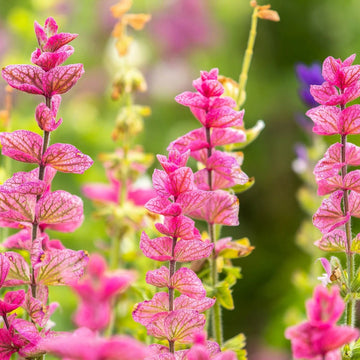Clary Sage Seeds – Pink
