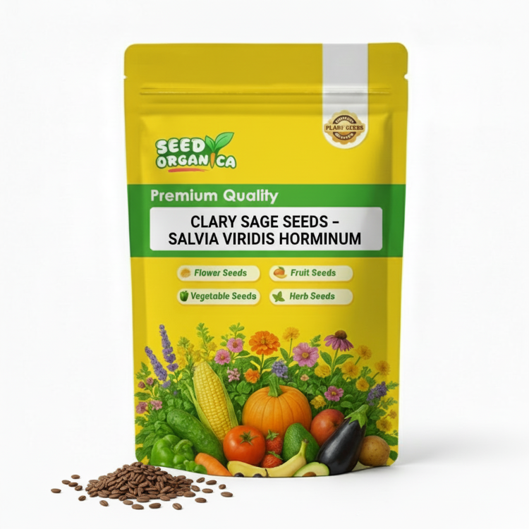 Clary Sage Seeds – Salvia viridis horminum