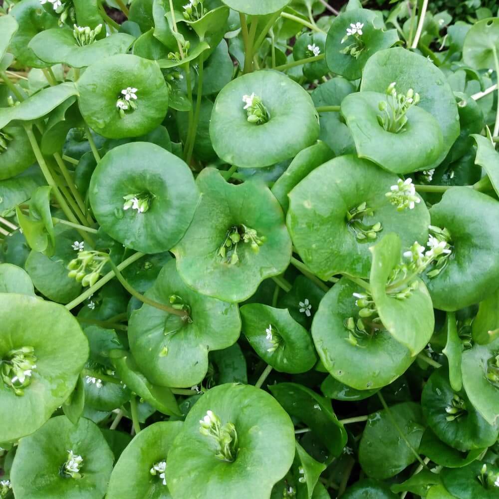 Claytonia Seeds – Miner’s Lettuce
