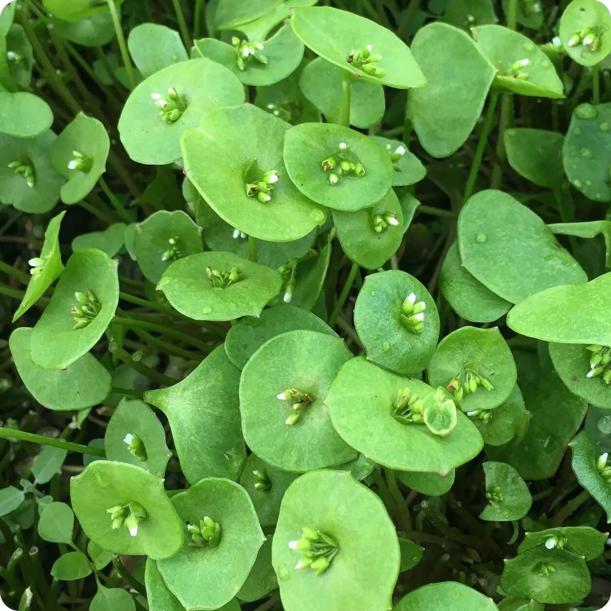 Claytonia Seeds – Miner’s Lettuce