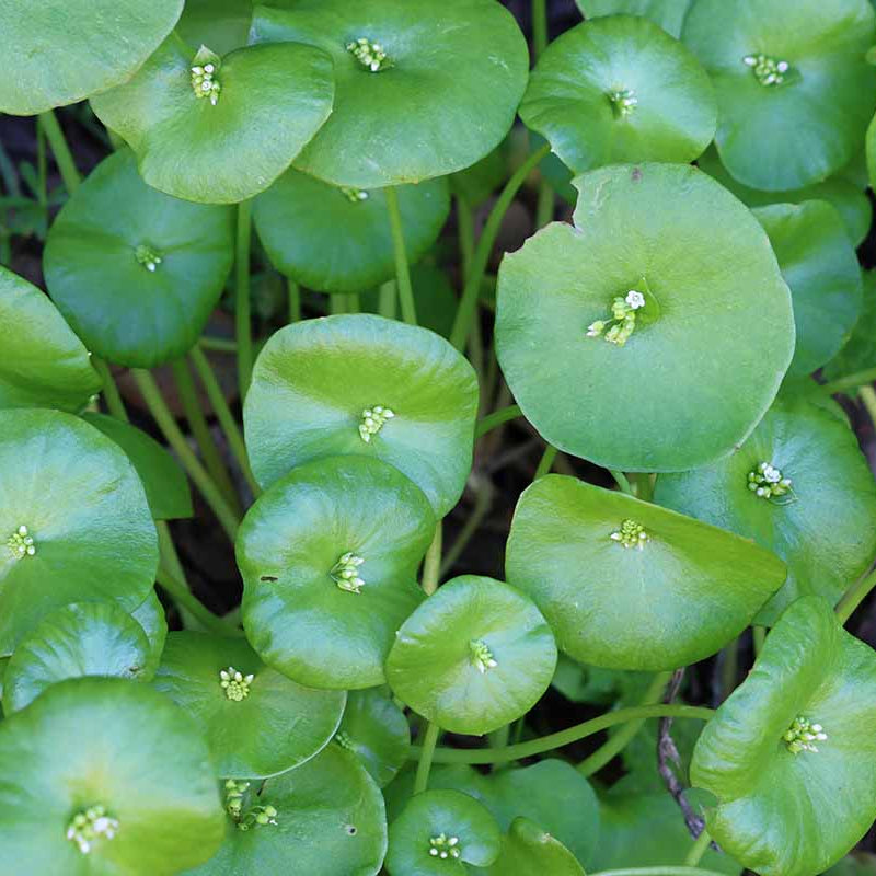 Claytonia Seeds – Miner’s Lettuce