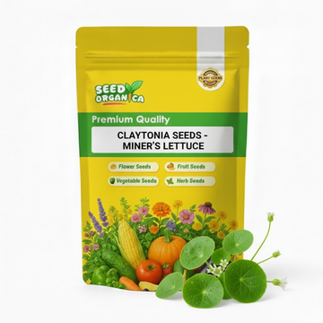 Claytonia Seeds – Miner’s Lettuce