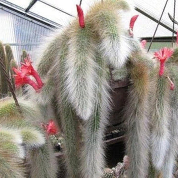 Cleistocactus Seeds – Hildewintera
