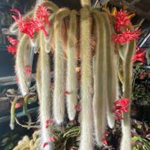 Cleistocactus Seeds – Hildewintera
