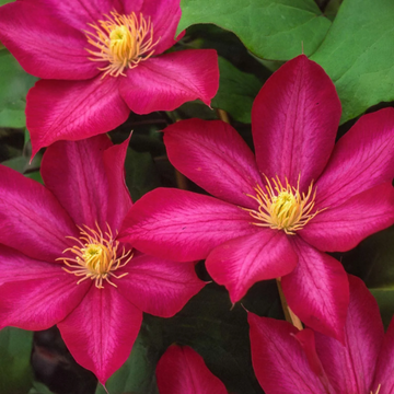 Clematis Seeds – Bourbon
