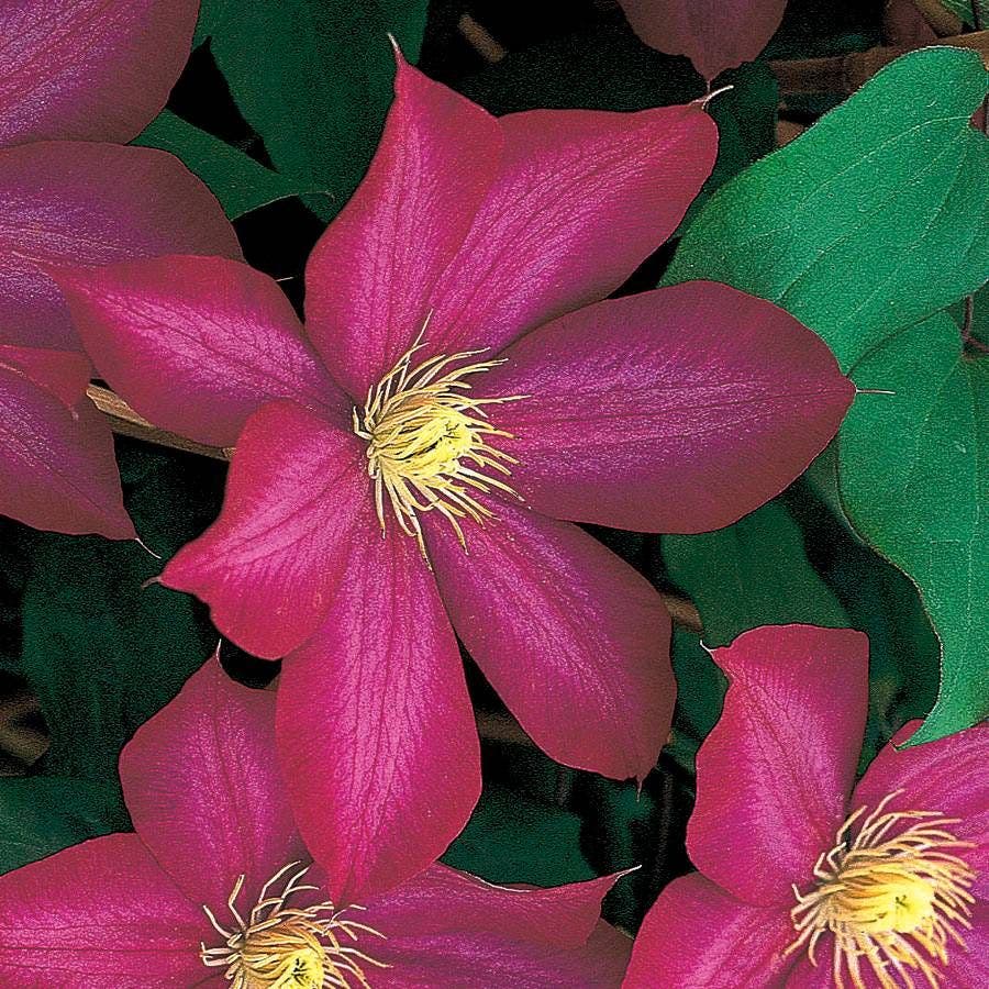 Clematis Seeds – Bourbon
