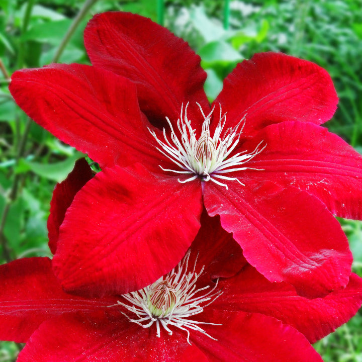 Clematis Seeds – Bright Red
