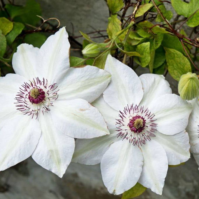 Clematis Seeds – Brown White Bloom wildflower