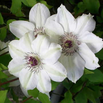 Clematis Seeds – Brown White Bloom wildflower