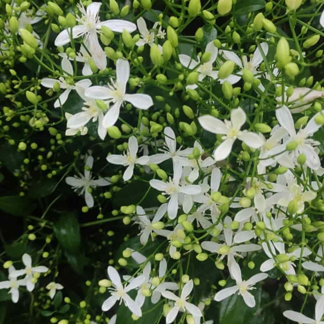 Clematis Seeds – Climbing Vine
