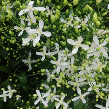 Clematis Seeds – Climbing Vine
