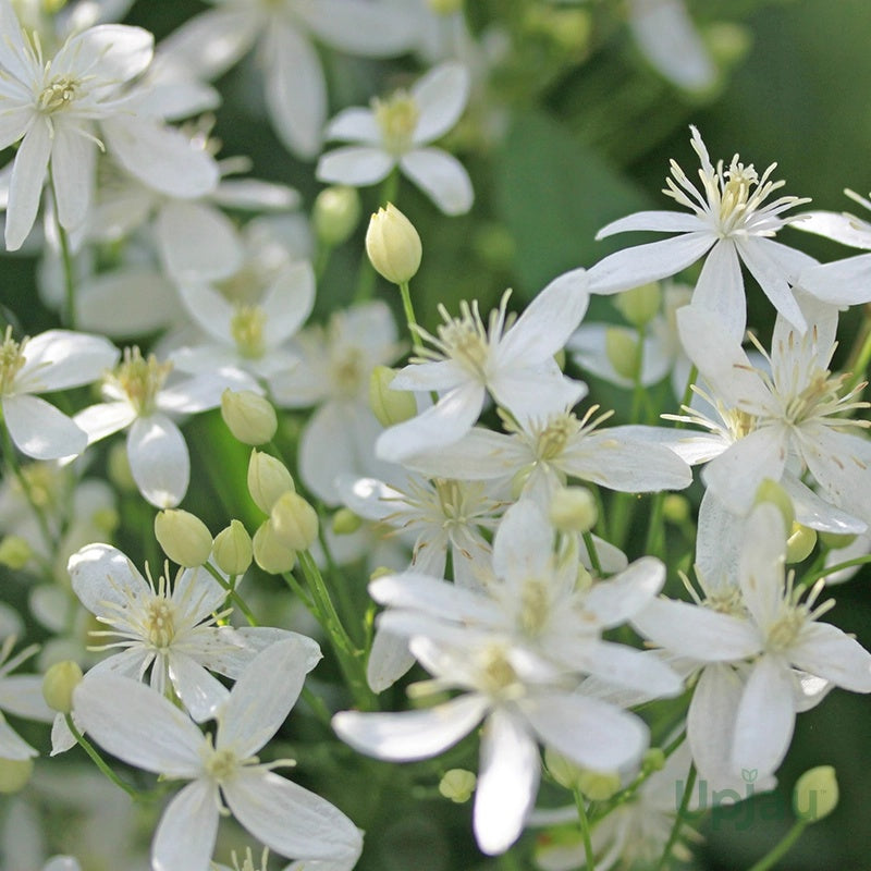 Clematis Seeds – Climbing Vine
