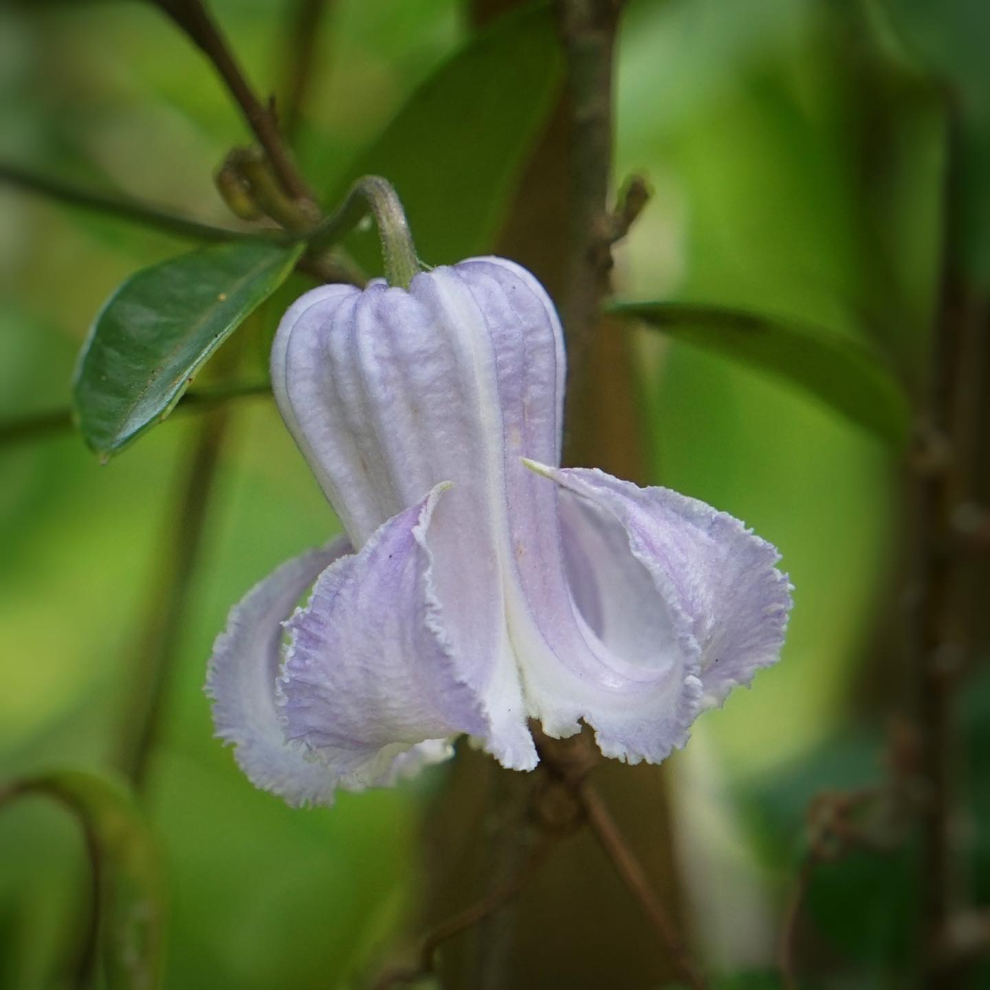  Clematis Seeds  – Crispa