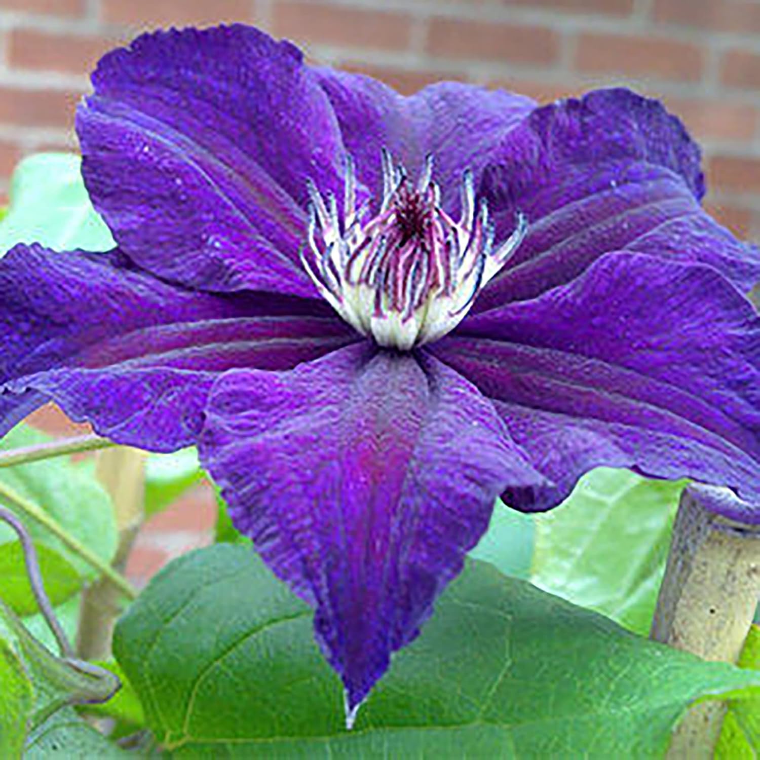 Clematis Seeds – Dark Purple
