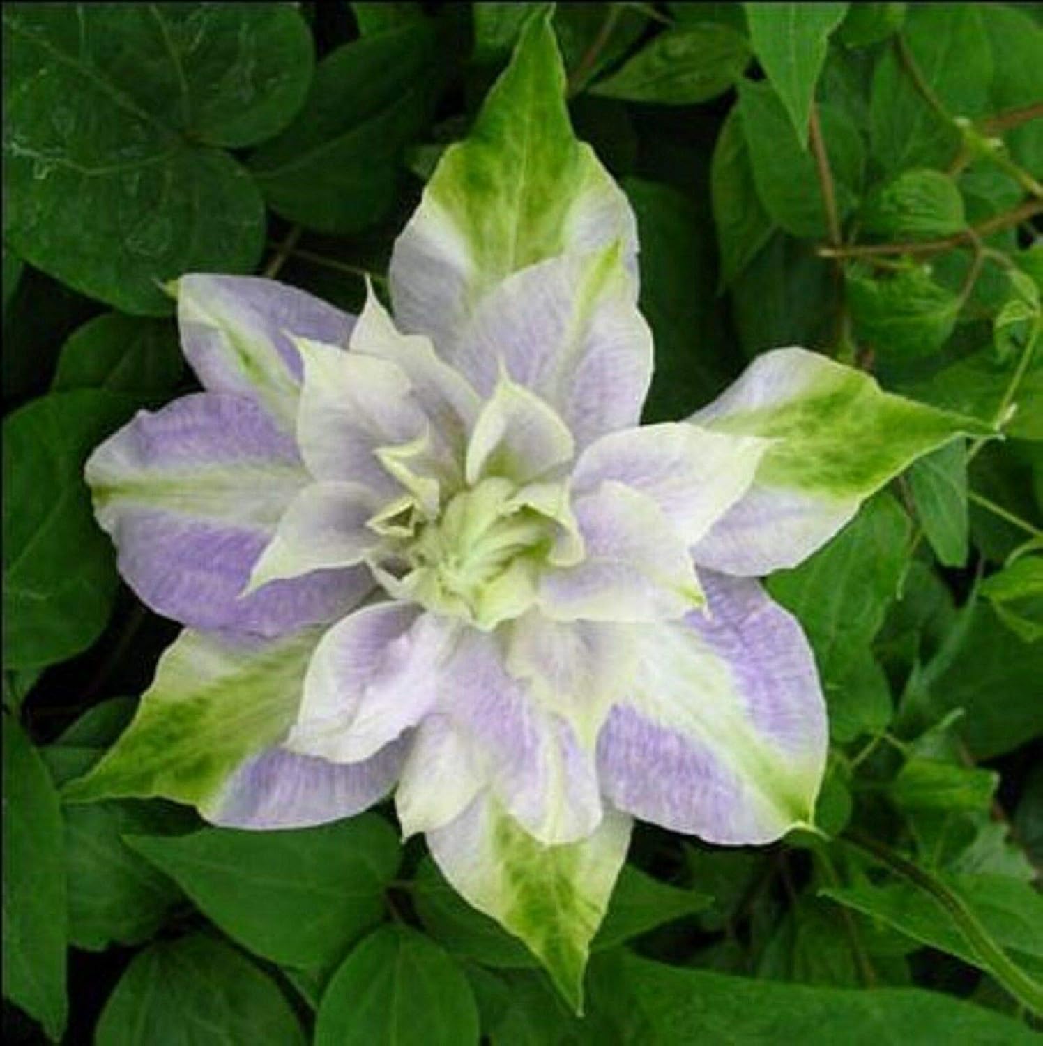 Clematis Seeds – Double Purple & Green
