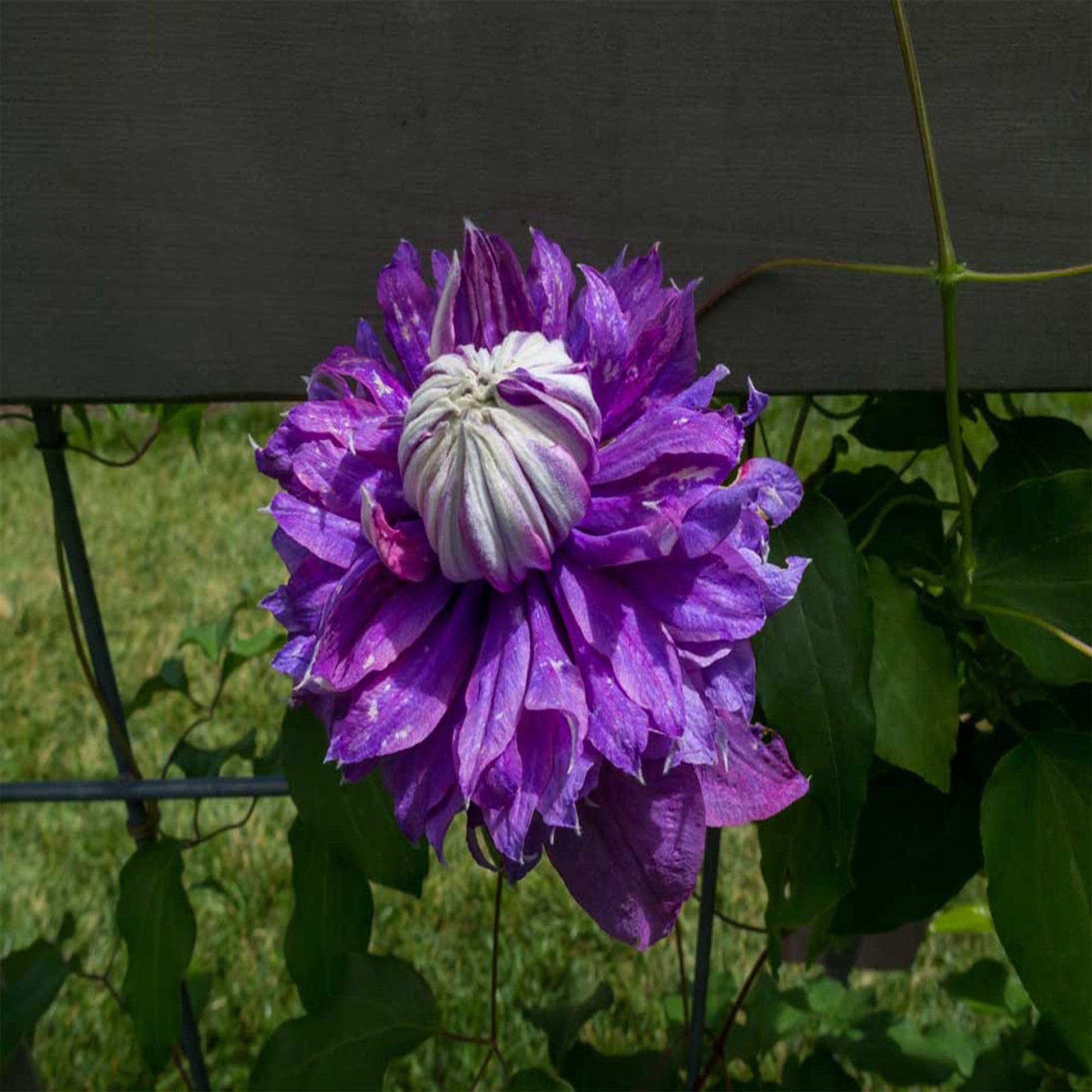 Clematis Seeds – Double Purple
