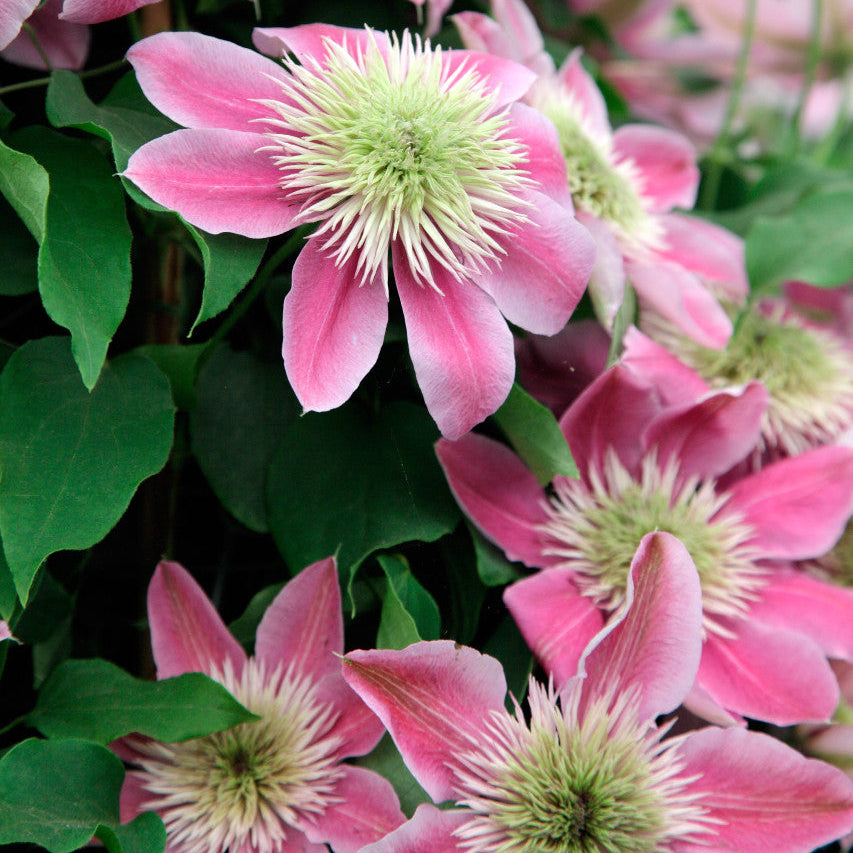 Clematis Seeds – Empress
