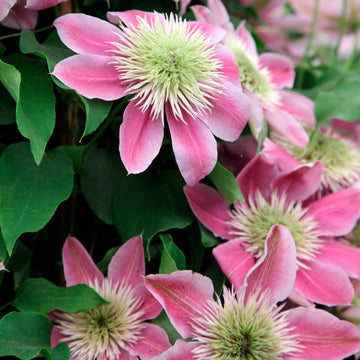 Clematis Seeds – Empress
