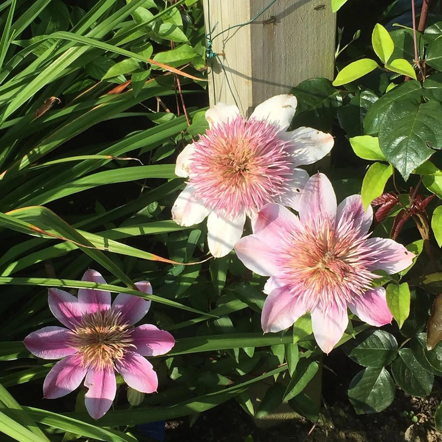 Clematis Seeds – Empress
